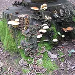 Bosgeluk 4*